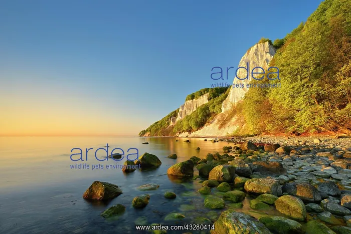  : Sunrise at the Baltic Sea, chalk cliffs in the morning