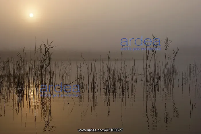 : Sunrise over the Beuven fen, Strabrechtse Heide : Sunrise over the Beuven fen, Strabrechtse Heide