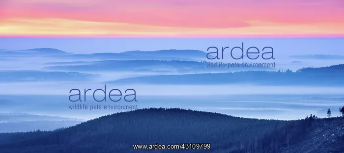 : Sunrise on the Brocken, view over hills and forests : Sunrise on the Brocken, view over hills and forests