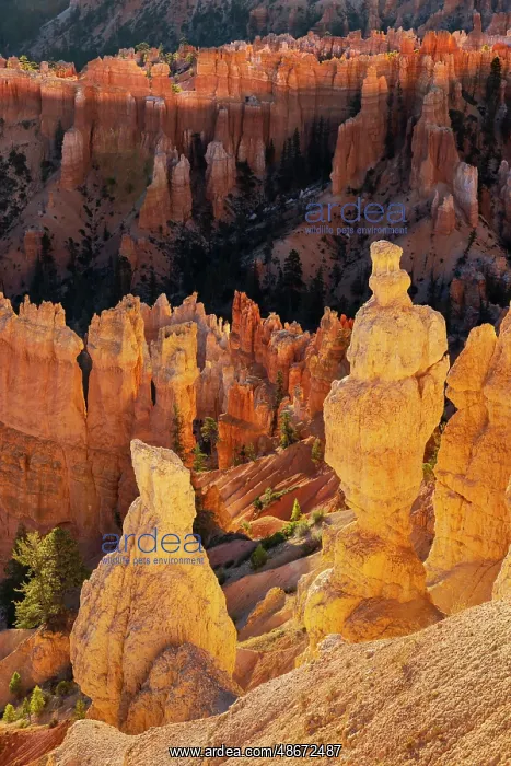 : Sunrise at Bryce Canyon National Park, Utah : Sunrise at Bryce Canyon National Park, Utah