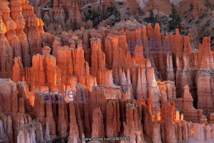 : Sunrise at Bryce Canyon National Park, Utah : Sunrise at Bryce Canyon National Park, Utah