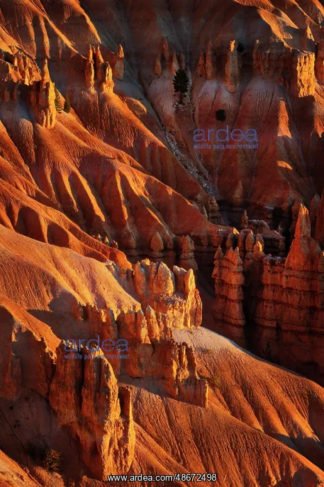 : Sunrise at Bryce Canyon National Park, Utah : Sunrise at Bryce Canyon National Park, Utah