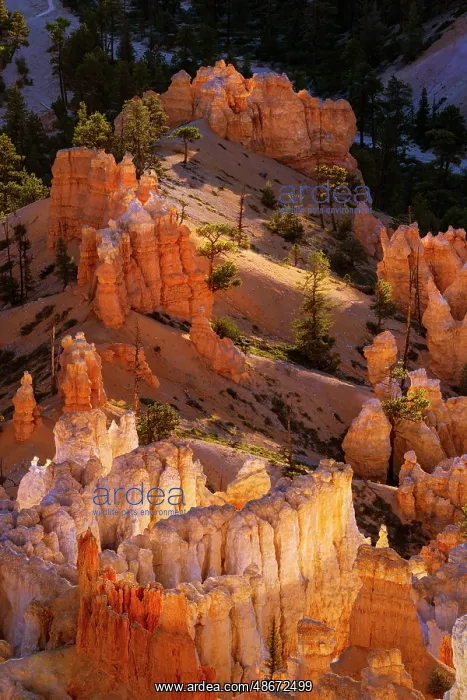 : Sunrise at Bryce Canyon National Park, Utah : Sunrise at Bryce Canyon National Park, Utah