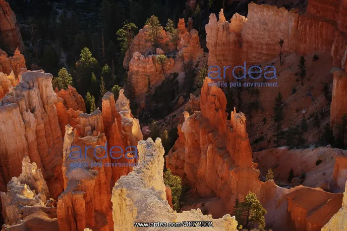 : Sunrise at Bryce Canyon National Park, Utah : Sunrise at Bryce Canyon National Park, Utah