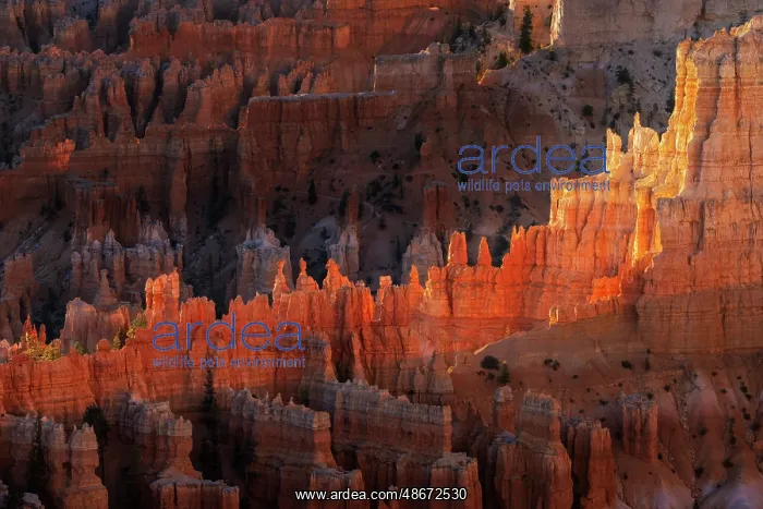 : Sunrise at Bryce Canyon National Park, Utah : Sunrise at Bryce Canyon National Park, Utah