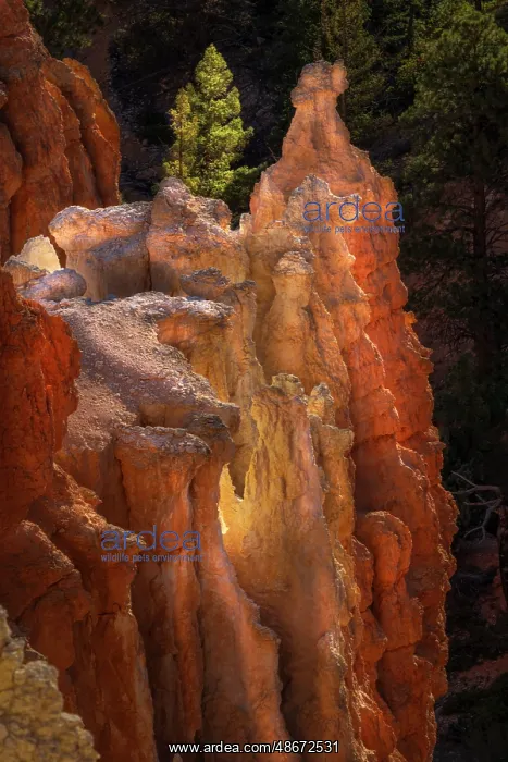 : Sunrise at Bryce Canyon National Park, Utah : Sunrise at Bryce Canyon National Park, Utah