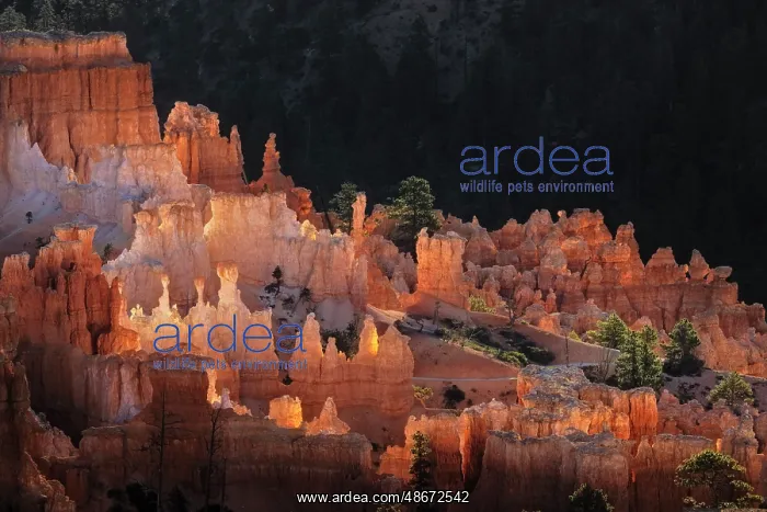 : Sunrise at Bryce Canyon National Park, Utah : Sunrise at Bryce Canyon National Park, Utah