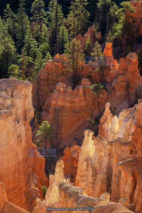 : Sunrise at Bryce Canyon National Park, Utah : Sunrise at Bryce Canyon National Park, Utah