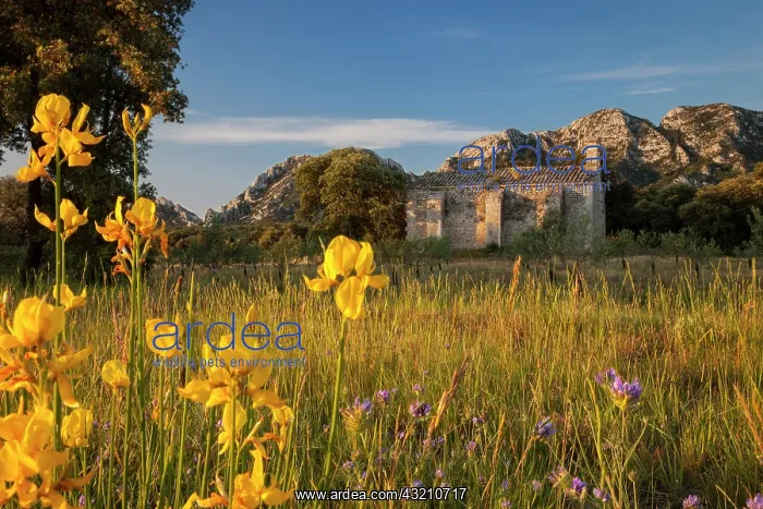 : Sunrise over Chapelle de Romanin and the : Sunrise over Chapelle de Romanin and the
