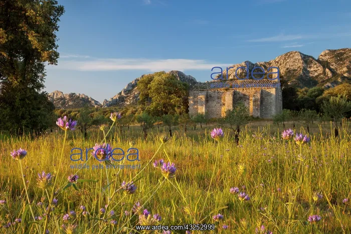: Sunrise over Chapelle de Romanin and the : Sunrise over Chapelle de Romanin and the