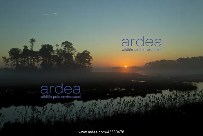 : Sunrise at Chincoteague with mist on water and reeds silhoue : Sunrise at Chincoteague with mist on water and reeds silhoue