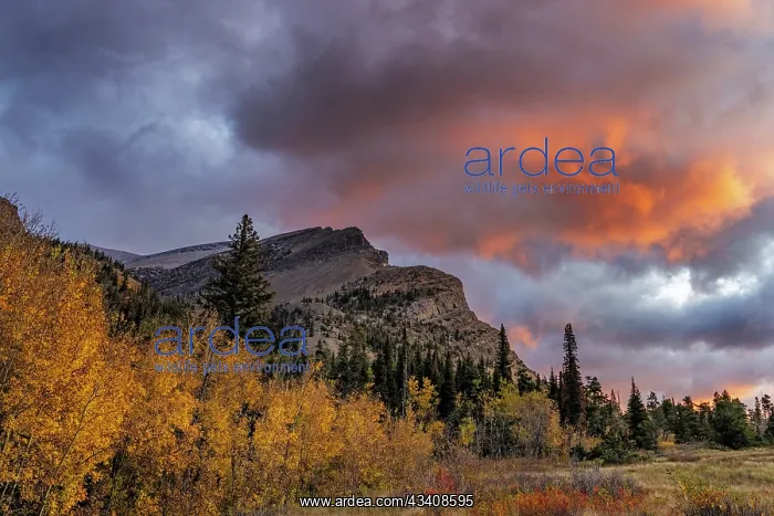 : Sunrise clouds over Bear Mountain in Glacier National : Sunrise clouds over Bear Mountain in Glacier National