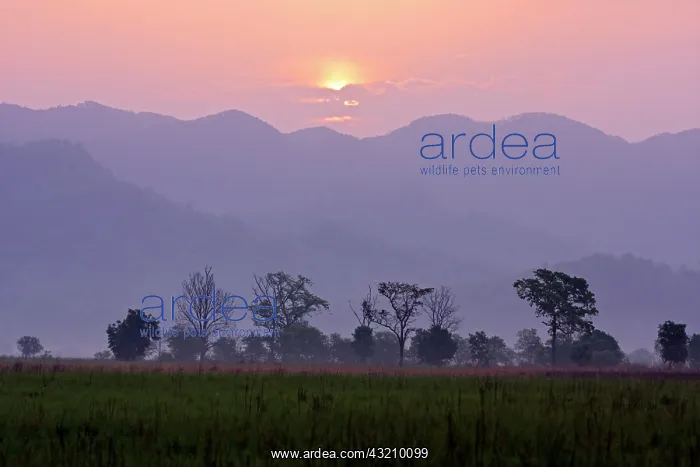 : Sunrise in Corbett National Park, Corbett : Sunrise in Corbett National Park, Corbett