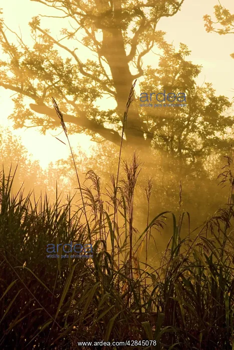 : Sunrise - dawn lights up through mist behind reed : Sunrise - dawn lights up through mist behind reed