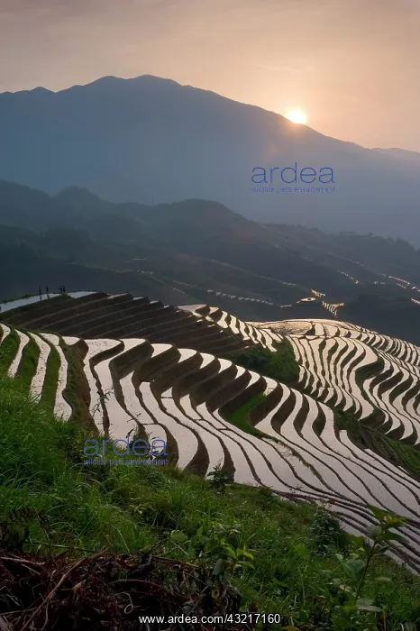 : Sunrise at Dragon's Backbone Rice Terraces : Sunrise at Dragon's Backbone Rice Terraces