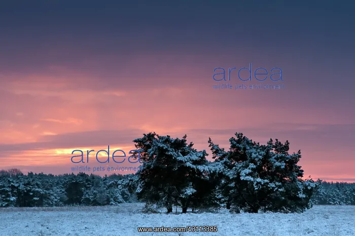 : Sunrise over a Dutch snow-covered landscape with forest skyl : Sunrise over a Dutch snow-covered landscape with forest skyl