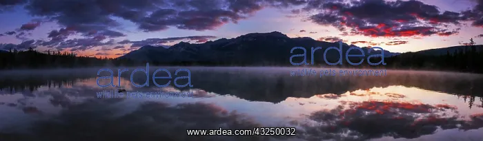 : Sunrise at Edith Lake, Jasper National Park, Alberta : Sunrise at Edith Lake, Jasper National Park, Alberta