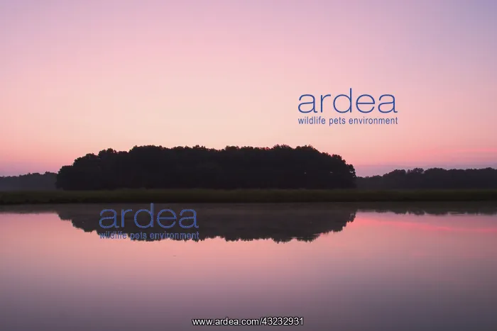 : Sunrise over farm pond, Western Kentucky : Sunrise over farm pond, Western Kentucky