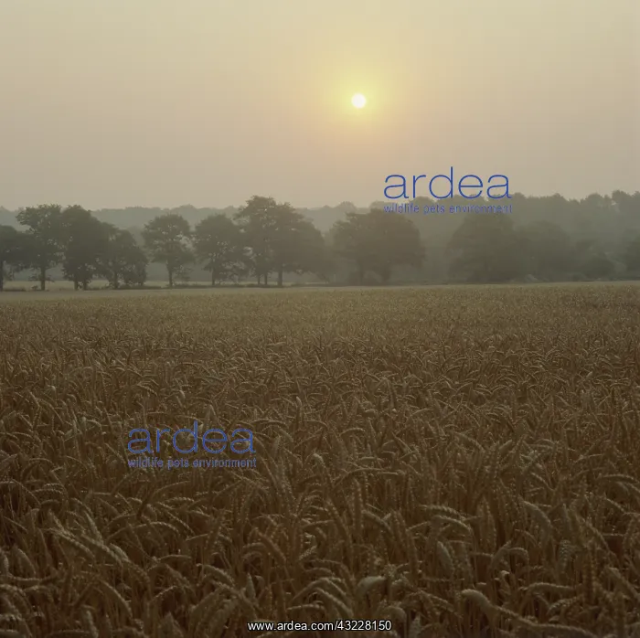 : Sunrise over a field of wheat : Sunrise over a field of wheat