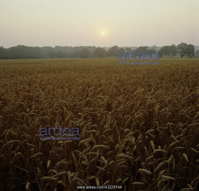 : Sunrise over a field of wheat : Sunrise over a field of wheat