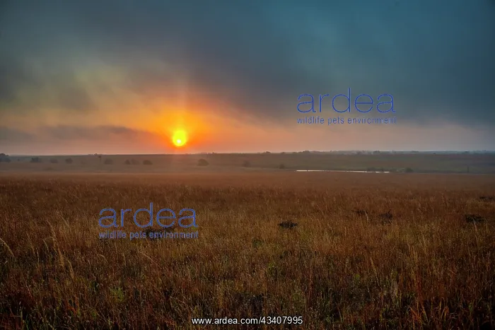: Sunrise in the Flint Hills of Kansas : Sunrise in the Flint Hills of Kansas