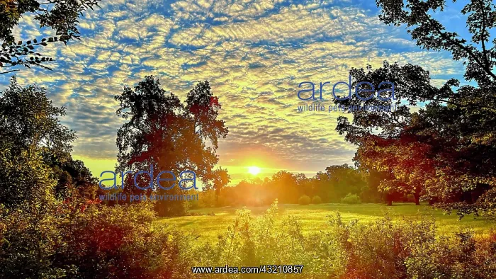 : Sunrise, floodplain meadows, floodplain landscap : Sunrise, floodplain meadows, floodplain landscap