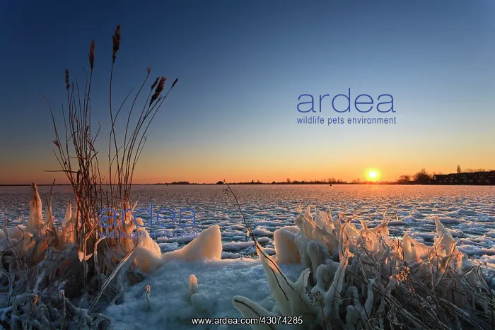 : Sunrise at frozen alkmaardermeer lake with reed and frozen plants at foreground : Sunrise at frozen alkmaardermeer lake with reed and frozen plants at foreground