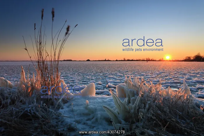  : Sunrise at frozen alkmaardermeer lake with reed and frozen plants at foreground at windy day