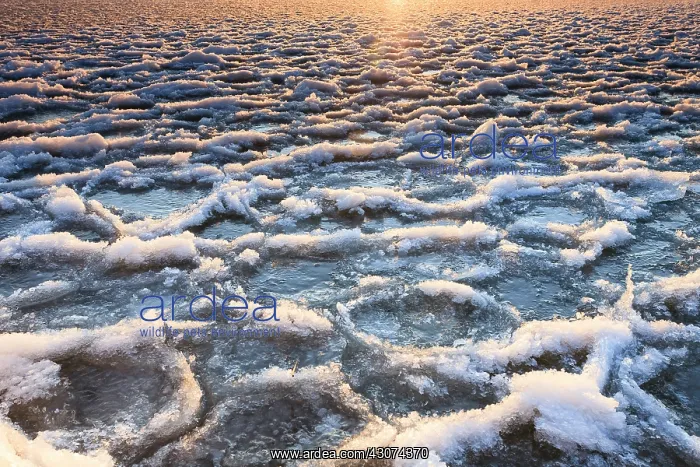 : Sunrise at frozen lake with sun reflecting on ice floe and snow : Sunrise at frozen lake with sun reflecting on ice floe and snow