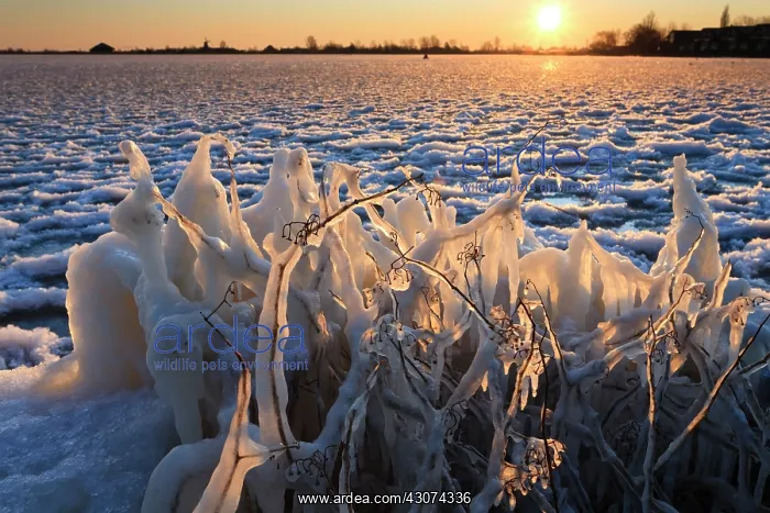 : Sunrise at frozen lake with twigs covered by icicles at foreground : Sunrise at frozen lake with twigs covered by icicles at foreground