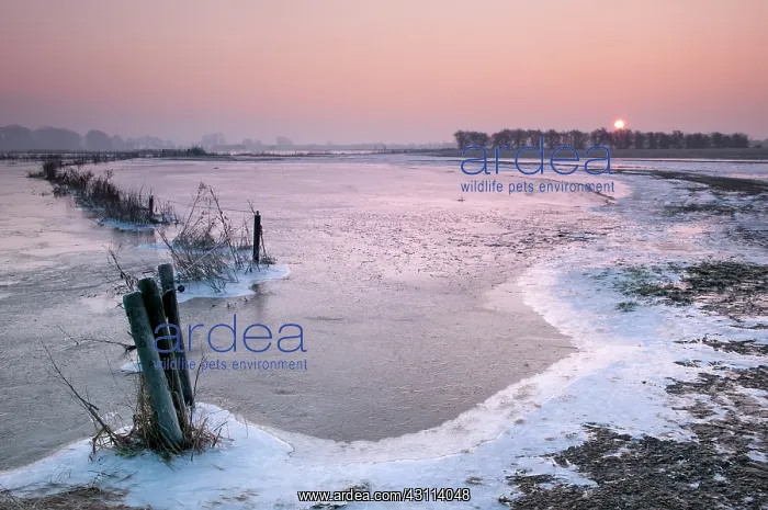 : sunrise over frozen polder : sunrise over frozen polder