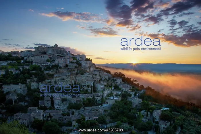 : Sunrise over Gordes in the Luberon, Provence : Sunrise over Gordes in the Luberon, Provence