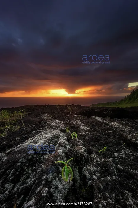 : Sunrise at Grand Brele, Piton de la Fournaise, Reunion : Sunrise at Grand Brele, Piton de la Fournaise, Reunion