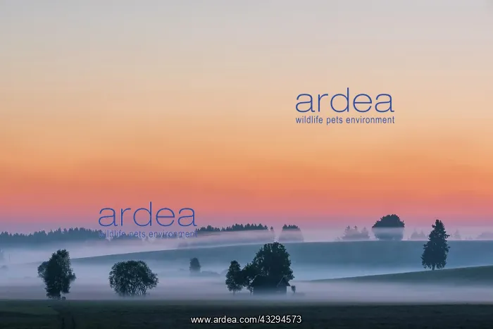 : Sunrise with ground fog over Allg&, x4d60;hills : Sunrise with ground fog over Allg&, x4d60;hills