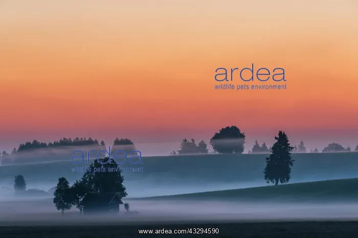 : Sunrise with ground fog over Allg&, x4d60;hills : Sunrise with ground fog over Allg&, x4d60;hills