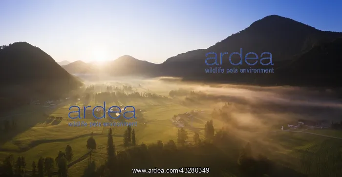 : Sunrise with ground fog, Jachenau, Isarwinkel, aerial : Sunrise with ground fog, Jachenau, Isarwinkel, aerial