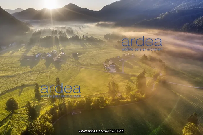 : Sunrise with ground fog, Jachenau, Isarwinkel, aerial : Sunrise with ground fog, Jachenau, Isarwinkel, aerial