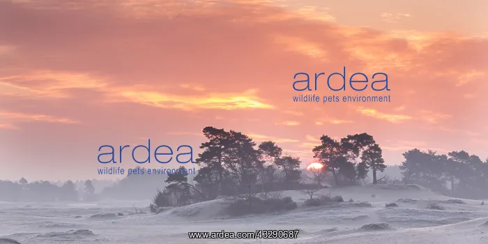 : Sunrise behind a group of scots Pine (Pinus syl : Sunrise behind a group of scots Pine (Pinus syl