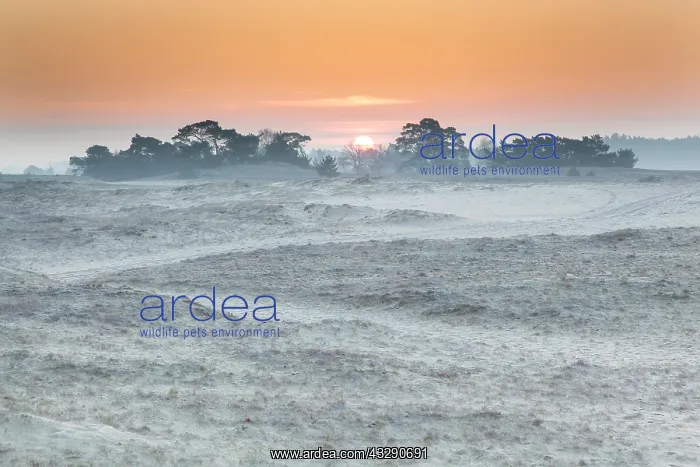 : Sunrise behind a group of scots Pine (Pinus syl : Sunrise behind a group of scots Pine (Pinus syl