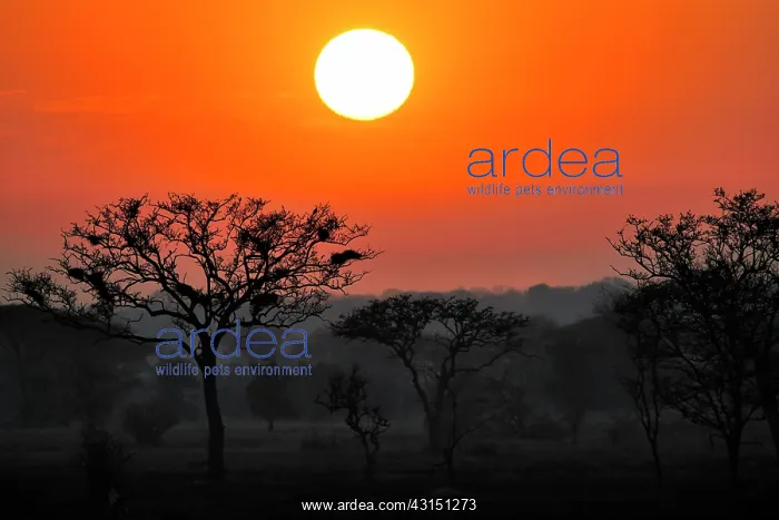 : Sunrise over Grumeti landscape : Sunrise over Grumeti landscape