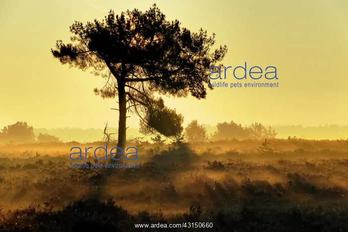 : Sunrise on a heather field iluminates a Scots Pine (Pinus sy : Sunrise on a heather field iluminates a Scots Pine (Pinus sy