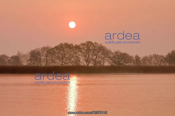 : Sunrise at Hickling Broad : Sunrise at Hickling Broad