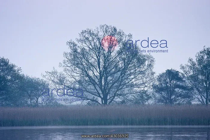 : Sunrise over Hickling Broad - Norfolk UK : Sunrise over Hickling Broad - Norfolk UK