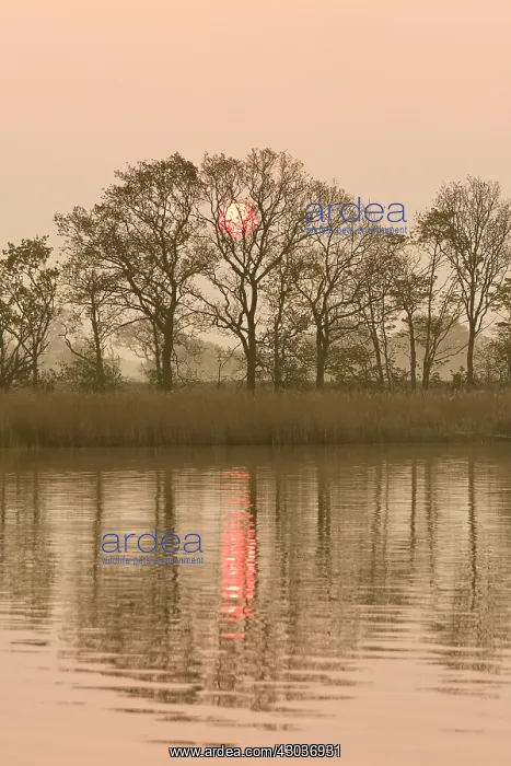 : Sunrise over Hickling Broad - Norfolk UK : Sunrise over Hickling Broad - Norfolk UK