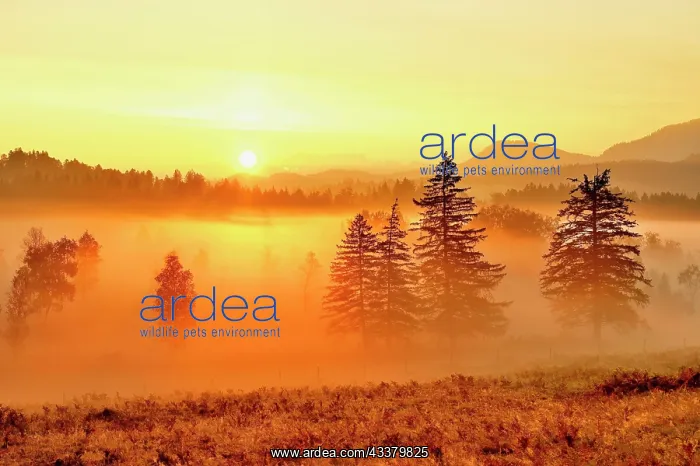 : Sunrise High Moor Eigenried Zugerberg, Canton Zug : Sunrise High Moor Eigenried Zugerberg, Canton Zug