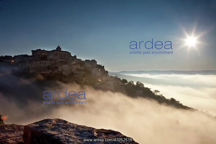 : Sunrise over the hilltop village of Gordes : Sunrise over the hilltop village of Gordes