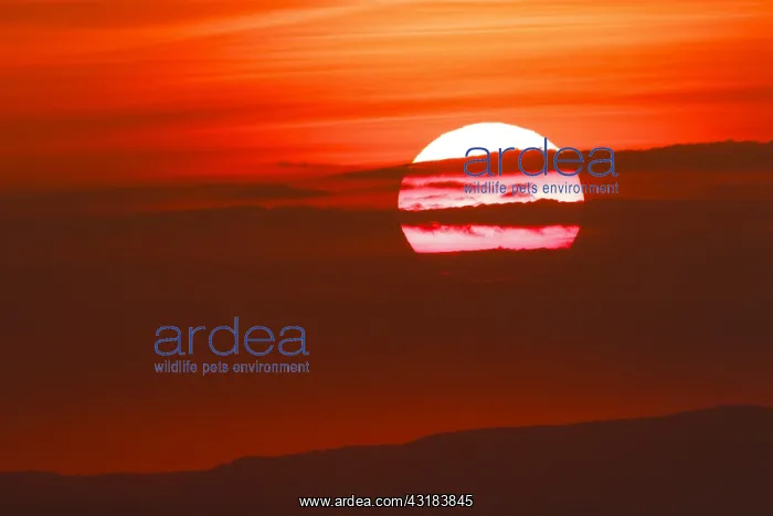 : Sunrise from the Honheck, Vosges, France : Sunrise from the Honheck, Vosges, France