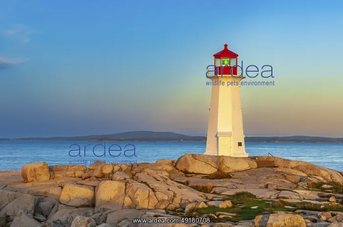  : Sunrise at the iconic lighhouse at Peggy's Cove