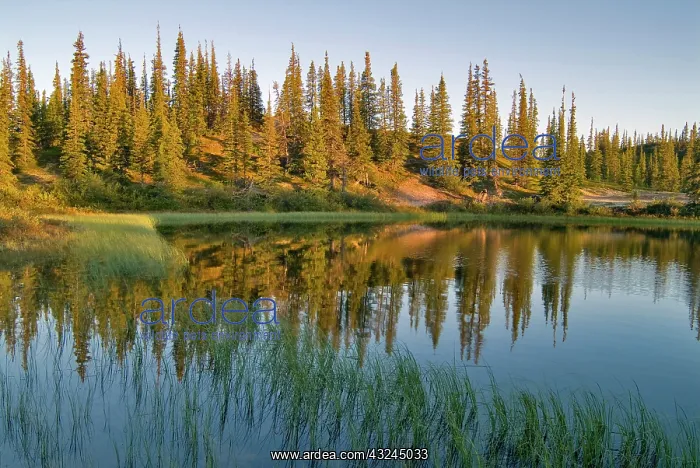 : The sunrise illuminates trees on an unnamed : The sunrise illuminates trees on an unnamed