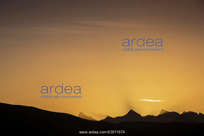 : Sunrise in Irati Forest with Pyrenees Mountains at backgroun : Sunrise in Irati Forest with Pyrenees Mountains at backgroun